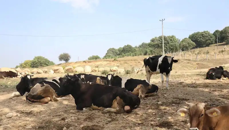 Şap Hastalığına Karşı Sıkı Tedbirler: 22 Köyde Giriş-Çıkış Yasaklandı