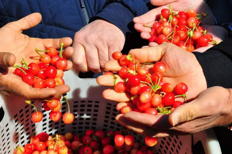Türkiye'nin İlk Yerli Domatesi: Kilosu 3 Bin 500 TL'den Satıldı!