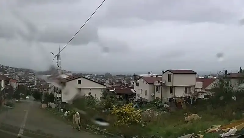 5 Yaşındaki Çocuk, Sahipsiz Köpeklerin Saldırısında Ağır Yaralandı!