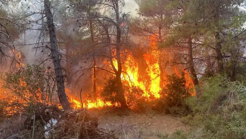 Ormanda Yangın Çıkaran Kardeşlere Verilen Cezalar İle İlgili Son Gelişmeler