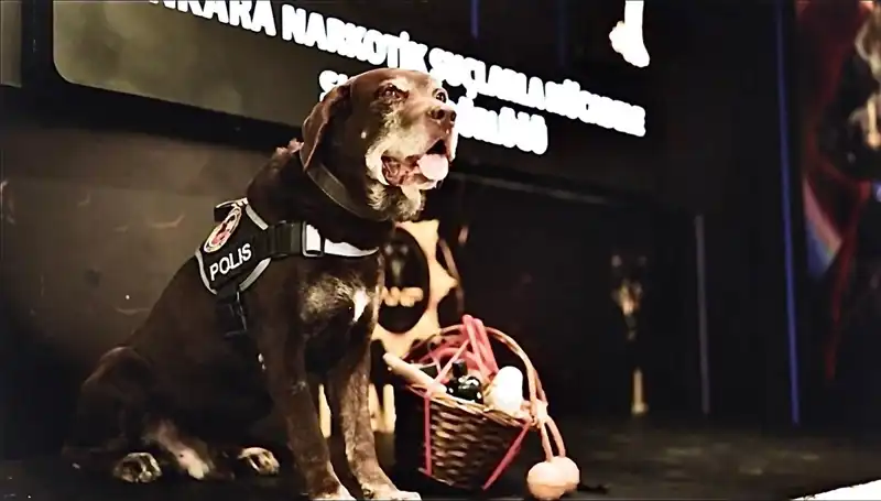 Ankara Emniyeti'nin Efsane Narkotik Köpeği 'Toma' Emekli Oldu