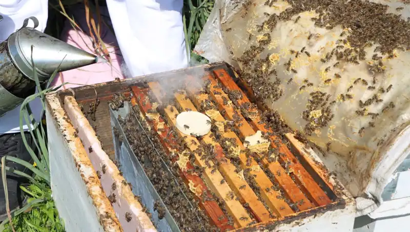Genç Arıcı, Ata Mesleği ile Yurt Dışına Bal Satıyor