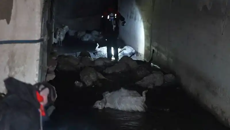 Keskin Koku Felaketi: Hayvanların Ölümüne Yol Açan Gizemli Olay