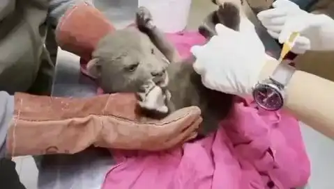 Karabük'te Yavru Bozayı Bulundu: Doğaya Dönüş Yolculuğu Başlıyor