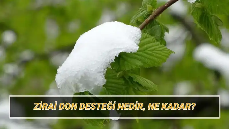 Zirai Don Desteği 2023: Kimler Yararlanacak ve Miktar Ne Olacak?