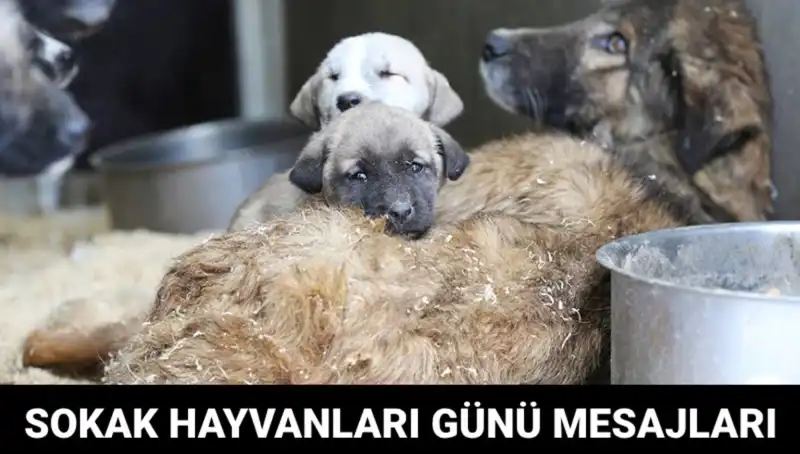 Dünya Sokak Hayvanları Günü: Hayvanların Haklarını Koruma Günü
