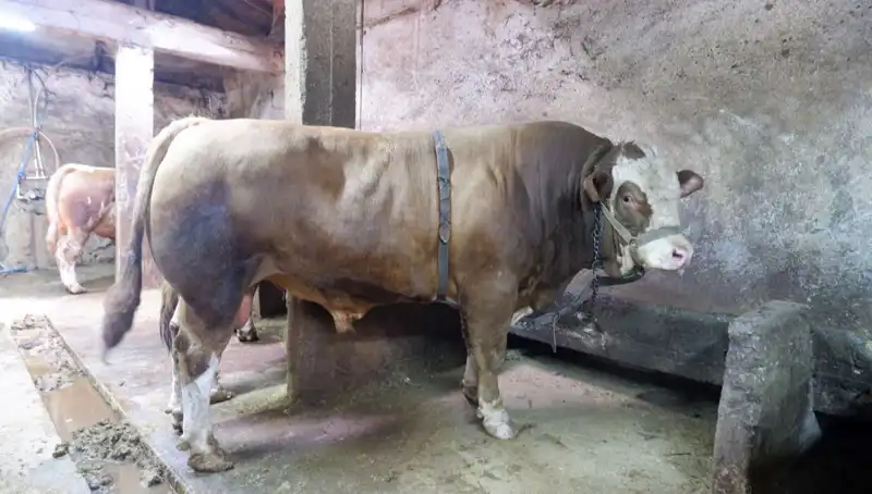 Alım Satım Dünyasını Sarsan Olay: 1 Ton 200 Kilo Eşya Serbest Bırakıldı!