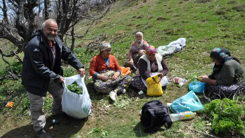 Yürüyerek Toplanan Bitkinin Kilosu 250 Lira: Aileler İçin Geçim Kaynağı