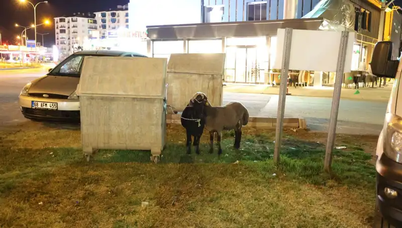 Mor Karaman Koyunları Yolda, Kaderleri Belirsiz Kalıyor!