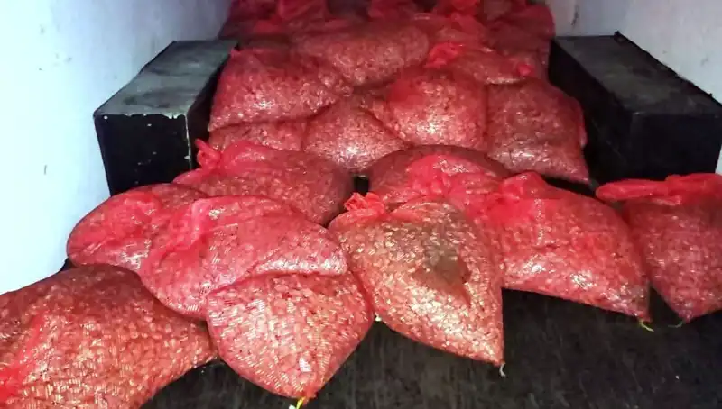 Samsun'da 1,5 Ton Kaçak Midye Operasyonu: Sağlık Riskleri ve Cezai İşlemler