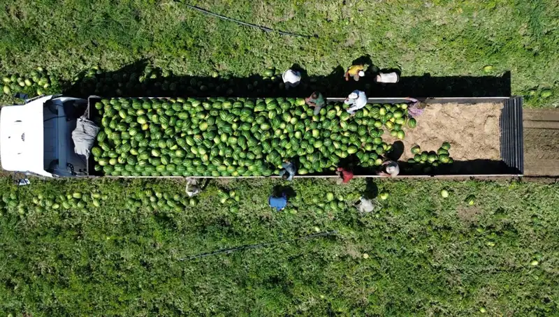 Bafra Ovası'nda Karpuz Rekoltesi Rekor Kırıyor: 94,5 Bin Ton Bekleniyor