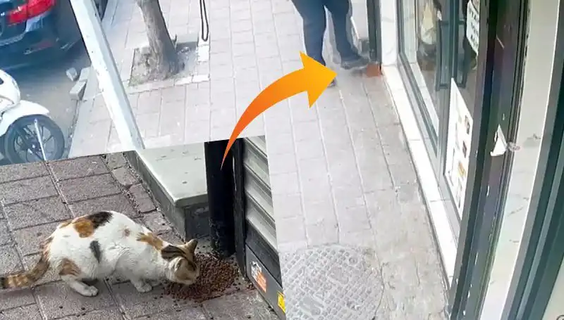 Kedilerin Mamasını Dağıtan Kedi Üretimi Durduracak Kayıp Materiya!