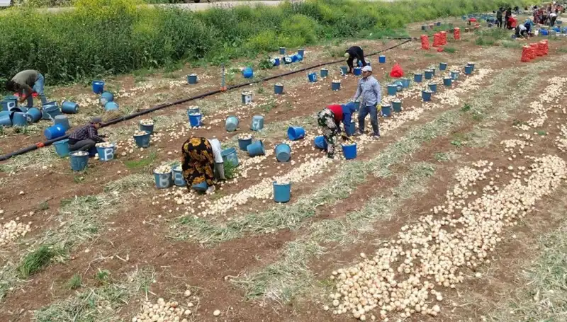 Soğan Hasadı Başladı: Fiyatlar Düşüşe Geçti, Pazar Nasıl Etkilendi?