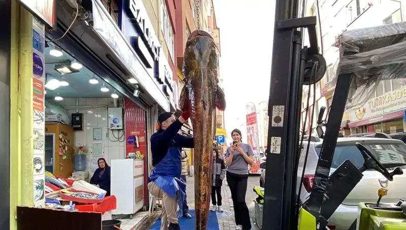 Meriç Nehri'nde Yakalanan Dev Balık: 3 Metre ve 450 Lira!