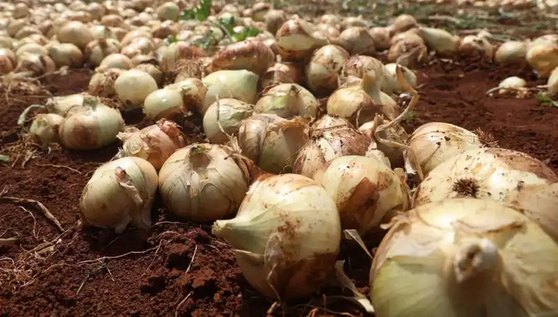 Hatay'da Soğan Hasadı Başladı! Çiftçilerin Yüzü Gülüyor