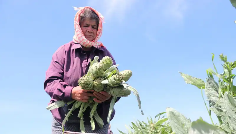 Tarladan Sofralara: Tezgahlarda 50 TL'ye Satılan Yeni Ürün!