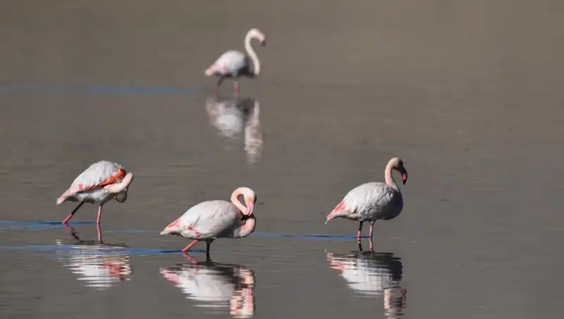 Kuş Cenneti Kuraklıkla Mücadele Ediyor: Flamingoların Azalması Endişe Verici