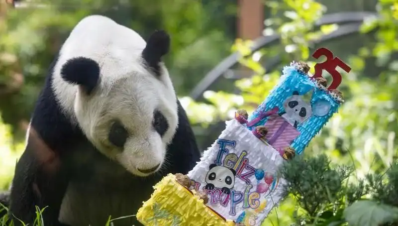 Dev Panda Xin Xin, 35 Yaşında: Çocukları Sevindiren Kutlama