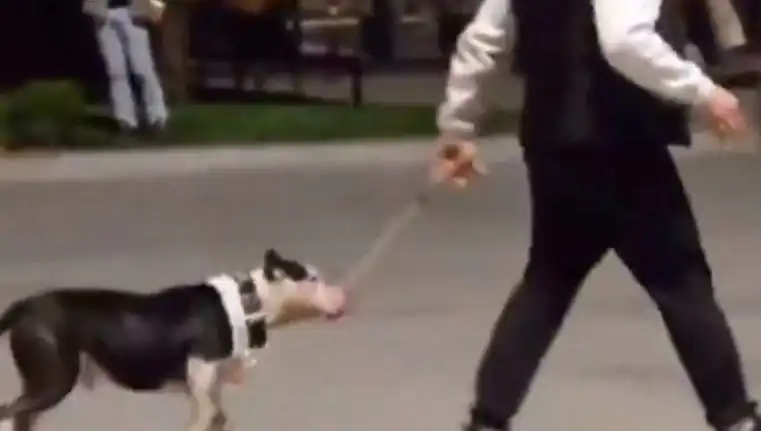 Ağızlıksız Pitbull Tehlikesi: Sahibine Para Cezası Kesildi!