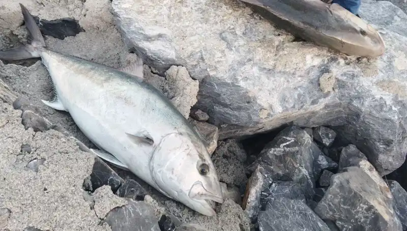 Oltayla Yakalanan 65 Kiloluk Balık, 18 Bin TL’ye Satıldı