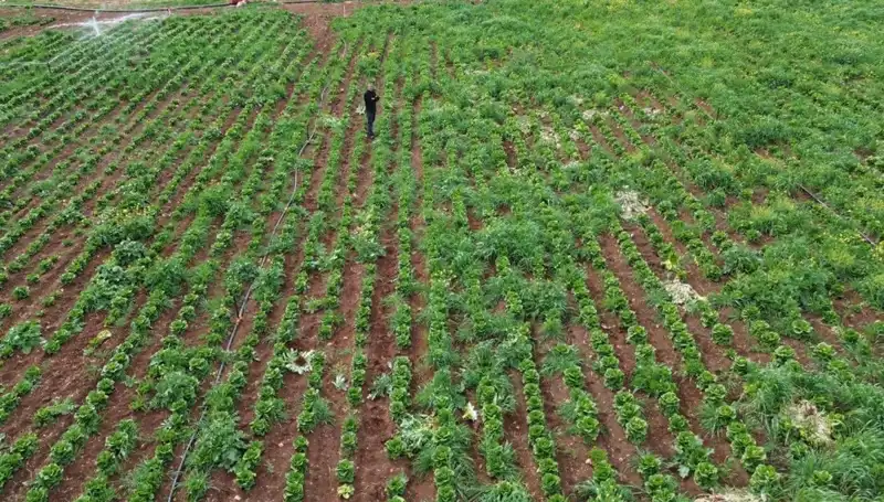Kuraklık Marul Hasadını Vurdu: Çiftçiler Umutsuz Bekleyişte